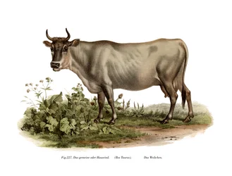 European Cattle